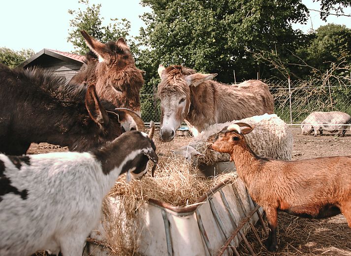 BoerenBed De Appelsche