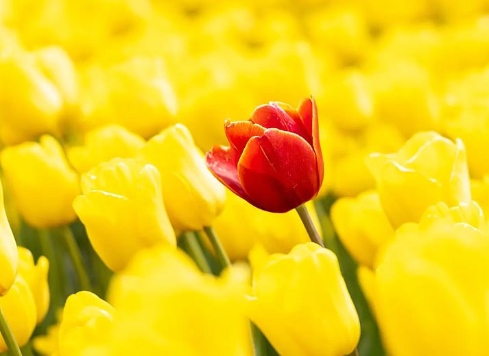 Vakantiepark Callassande