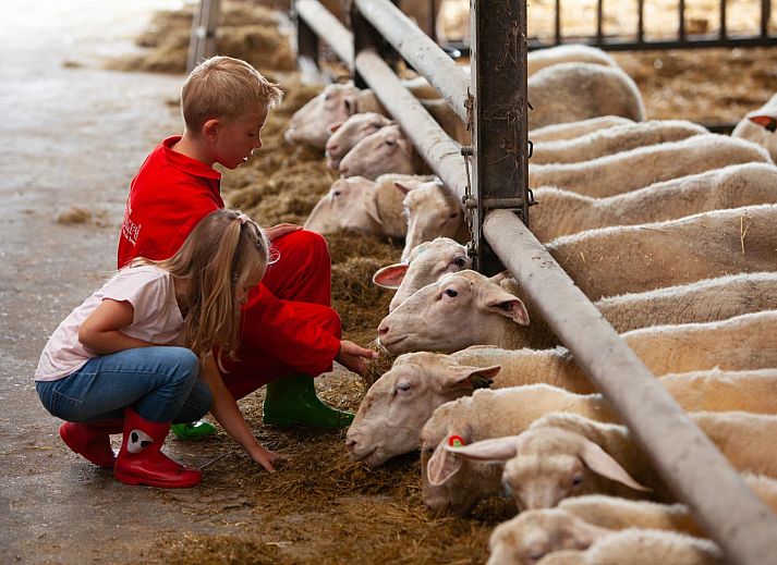 FarmCamps Mariekerke