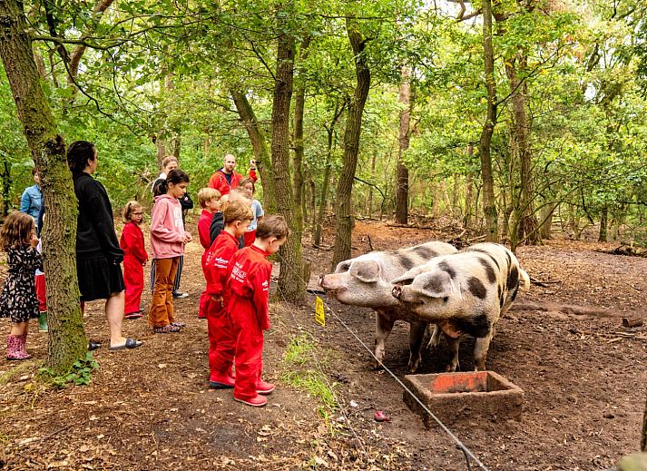 FarmCamps Hoeve Luyterheyde