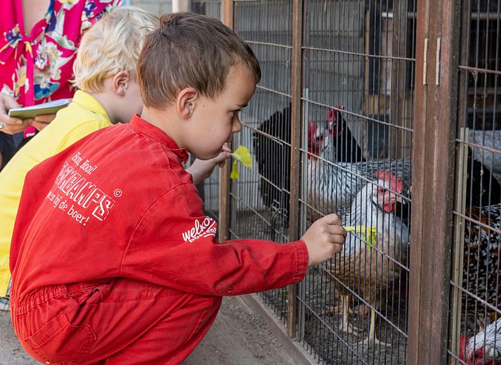FarmCamps Hoeve Luyterheyde