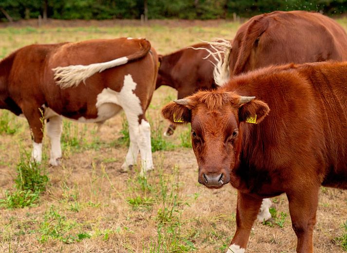 FarmCamps Hoeve Luyterheyde