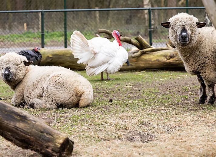 De Veluwse Hoevegaerde