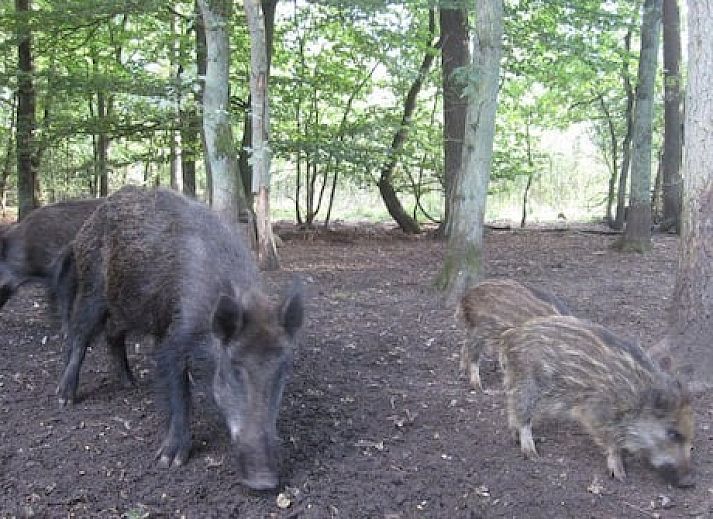 Vakantiepark de Bosrand