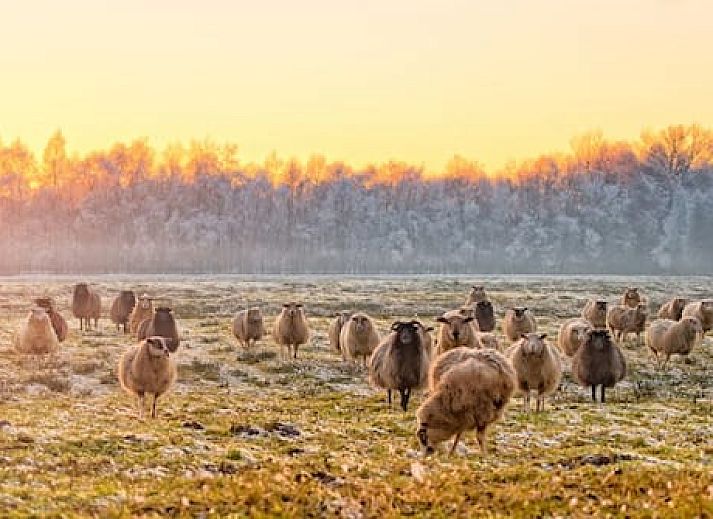 Dormio Waterpark Langelille