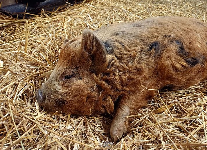 Boerderijcamping het Katreel