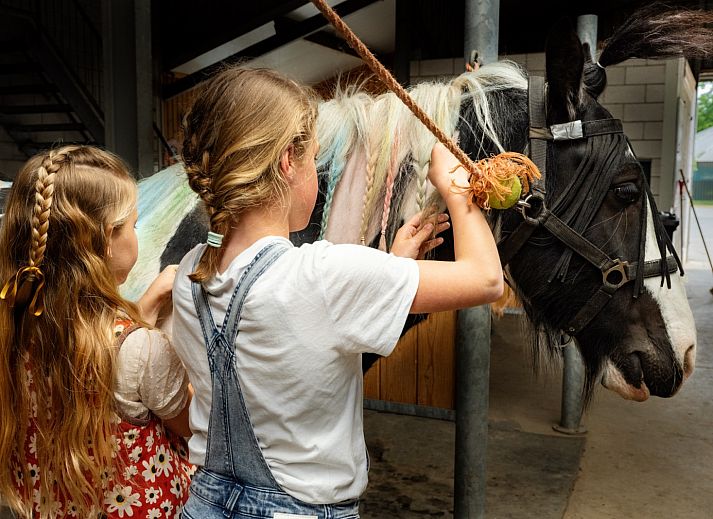 FarmCamps Holzik Stables