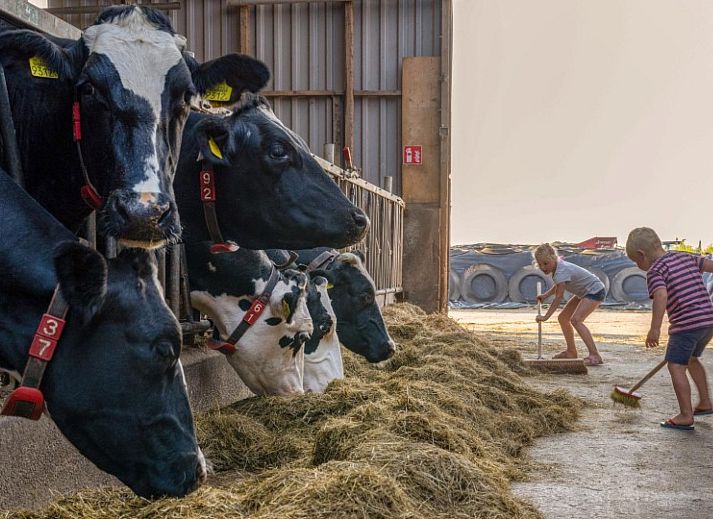 FarmCamps De Buitenhoeve