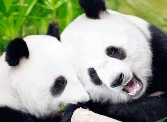 Vakantiepark de Bonte Vlucht