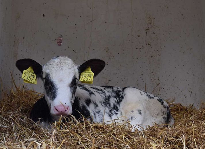 BoerenBed De Kalverweide