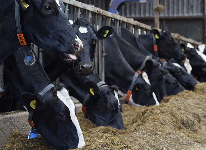 BoerenBed De Kalverweide