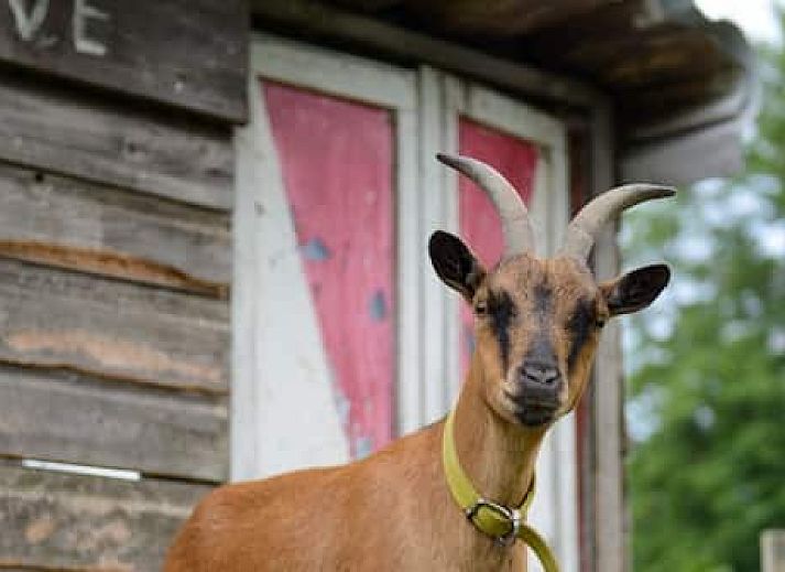 Hotelhuisjes Oosterleek