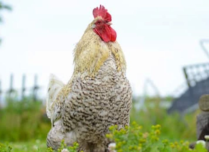 Hotelhuisjes Oosterleek