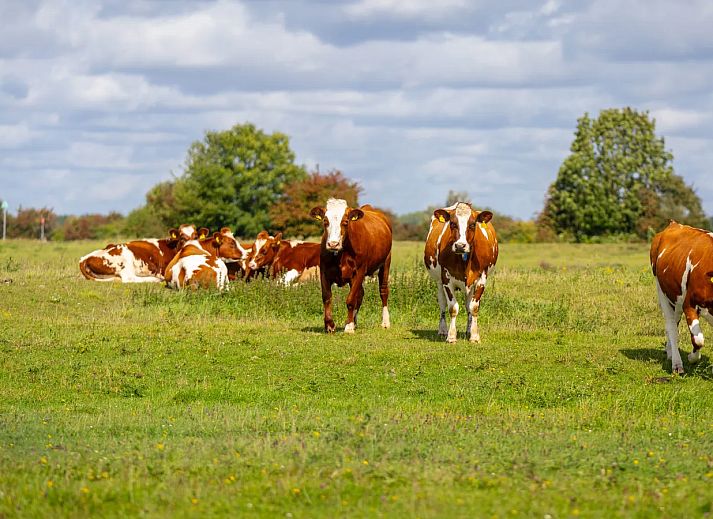 Landal Soof aan de Rijn