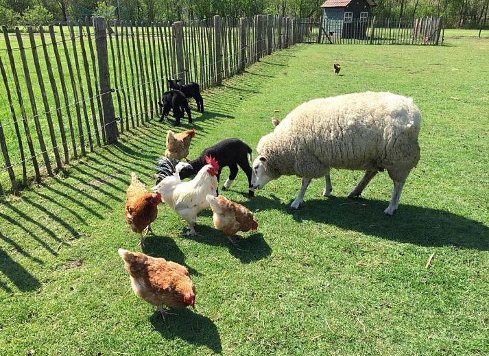 Camping de Peelweide