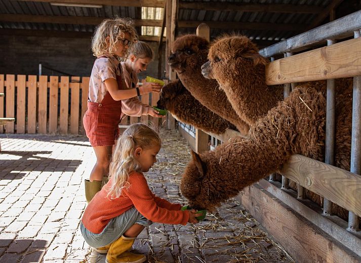 FarmCamps De Smulhoeve