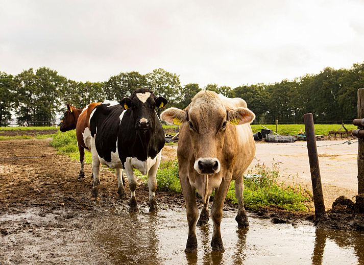 BoerenBed Landgoed Volenbeek