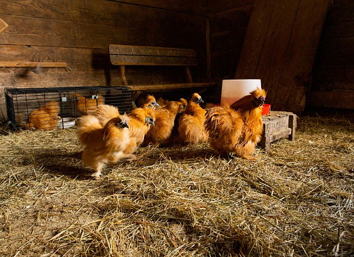 BoerenBed Landgoed Volenbeek