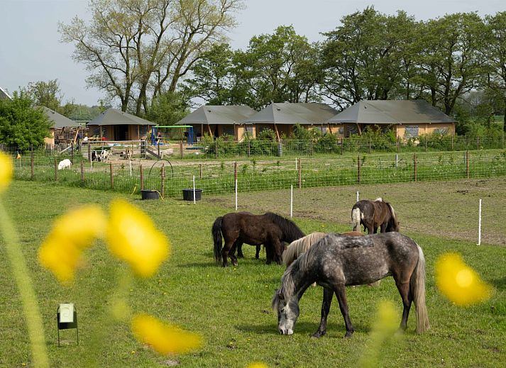 FarmCamps De Bonte Fries