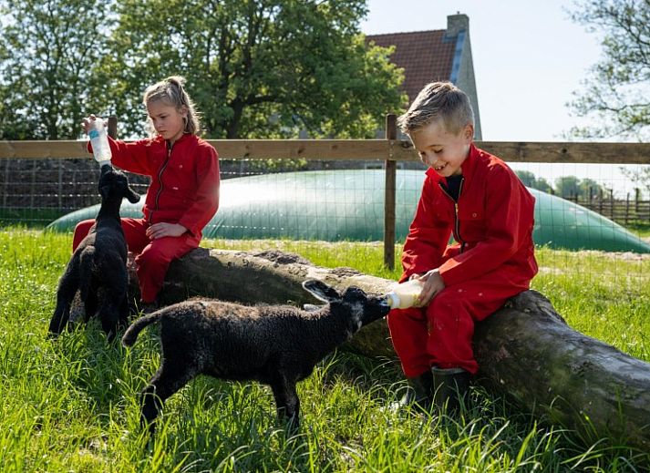 FarmCamps De Bonte Fries