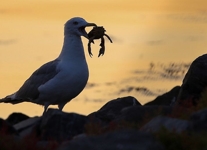 Roompot ECO Grevelingenstrand
