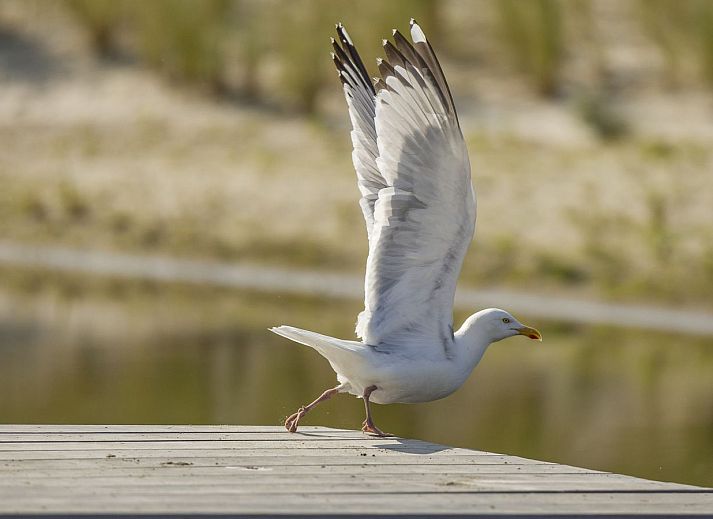 Landal Residence Ouddorp Duin