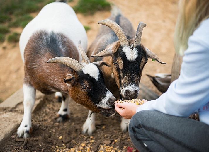 FarmCamps De Verloren Kost
