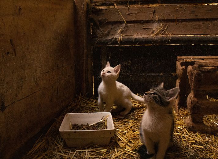 BoerenBed De Brabantse Hei