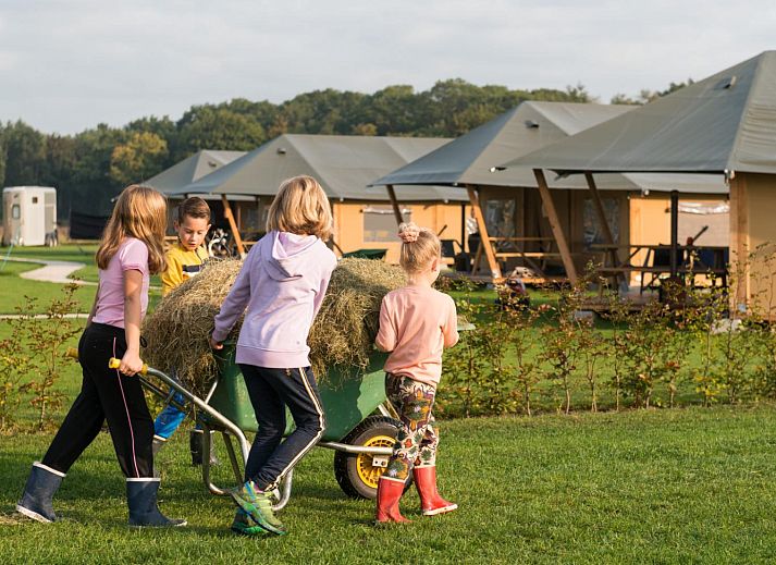 FarmCamps Alpaca Vorstenbosch