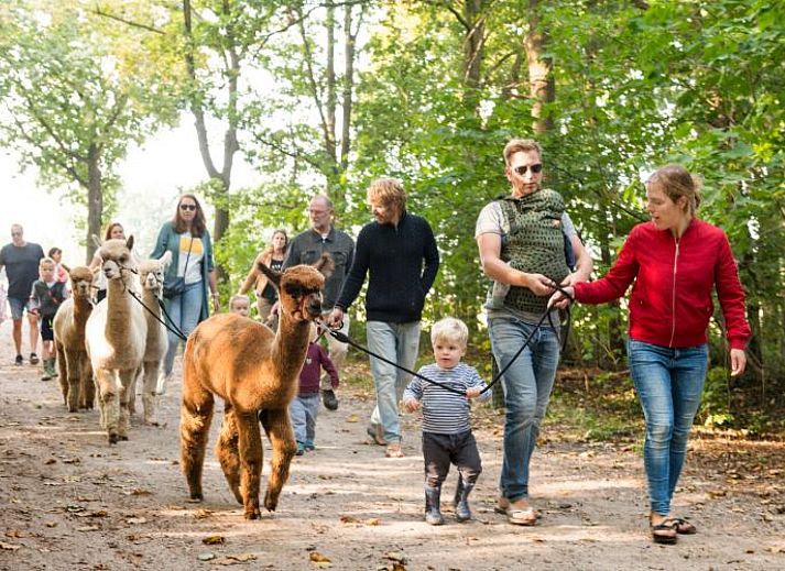 FarmCamps Alpaca Vorstenbosch