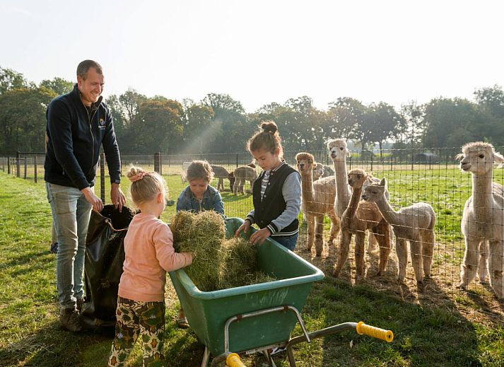 FarmCamps Alpaca Vorstenbosch