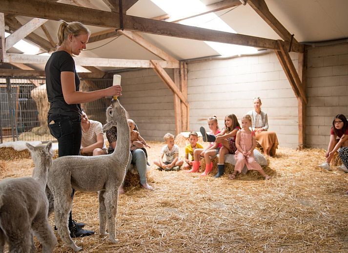 FarmCamps Alpaca Vorstenbosch