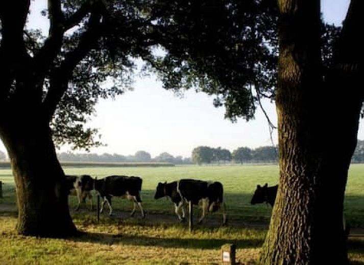 Onthaasten in de Achterhoek