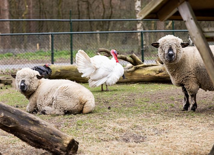 De Veluwse Hoevegaerde