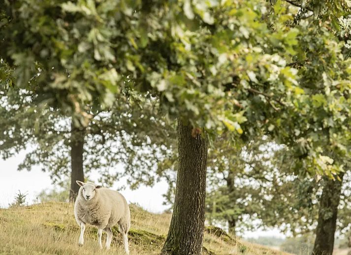 Landal Hunerwold State