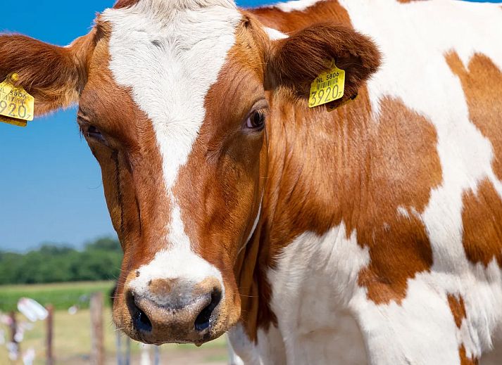 Recreatiepark De Tolplas