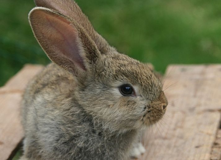 BoerenBed Hoeve Zeeland