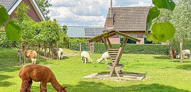 Unterkunft 434003 - Ferienhaus Noordoost Brabant - Alpacafarm Vorstenbosch