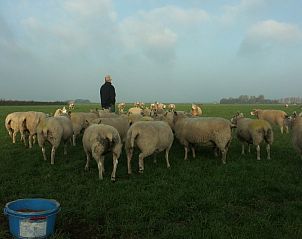 Schapen in weiland bij de Oorsprong, vakantiehuis De Cocksdorp Texel, ervaar het landelijke leven op Texel.