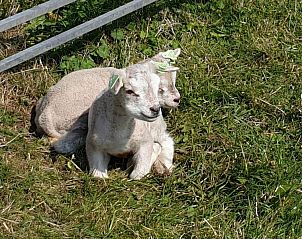 Schafe auf der Wiese in den Ferienhusern Familie Bouthoorn, Sd-Eierland, Texel fr Naturliebhaber.
