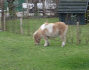 Grazende pony in de tuin van vakantiehuis De Vlinder, De Cocksdorp, Texel, omgeven door natuur.