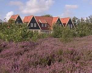 Vakantiehuis Landleven 4/5 pers. in De Koog, Texel, omringd door paarse heide en natuurpracht van de Waddeneilanden.