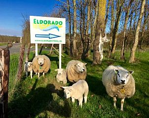 Sheep in nature near 6-pers. Vacation home with Sauna in De Koog, Texel, Wadden Islands.