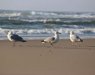 Gulls on the beach of Texel, near 6-pers. Vacation home with sauna in De Koog, Wadden Islands.