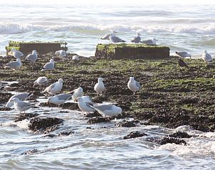 Gulls on rocks by the sea, near 6-pers. Vacation home with Sauna in De Koog, Texel, Wadden Islands.