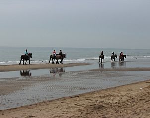 Horses on the beach of Texel, near 6-pers. Vacation home with sauna in De Koog, Wadden Islands.