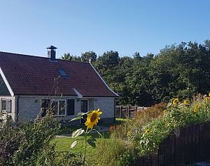 Sunny flowers at Duinrand Holiday Villas Type 1 in De Koog, Texel.