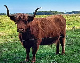 Scottish highlander near Duinrand Holiday Villas Type 1 in De Koog, Texel.