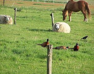 Landelijke omgeving van Texel Villa Duinzicht, vakantiehuis in De Koog, Texel met dieren in de wei.