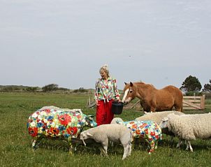 Schapen en paard in de buurt van Texel Villa Duinzicht, vakantiehuis in De Koog, Texel, Waddeneilanden.